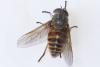 Tabanus sudeticus